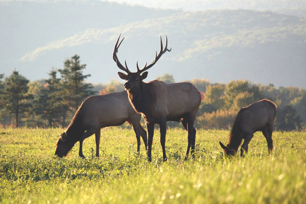 Image related to Elk Herds of Benezette