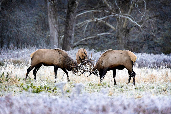 Image related to Sinnemahoning State Park